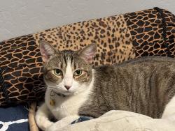 Lost Female Cat last seen Buena Vista and Panama, Bakersfield, CA 93311
