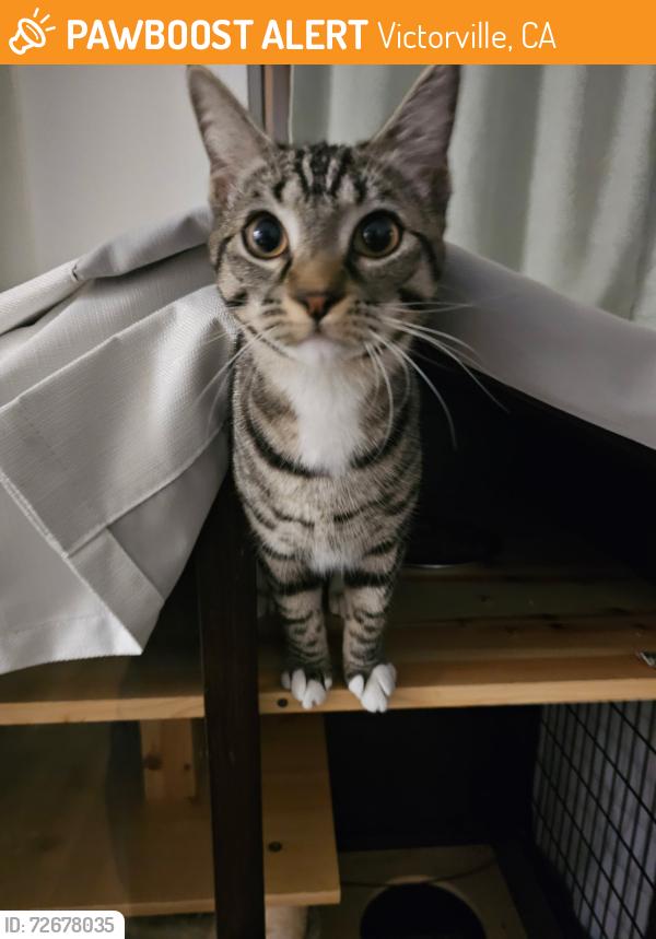 Found/Stray Unknown Cat last seen Silverado High, Victorville, CA 92392