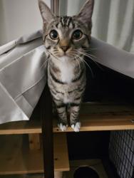 Found/Stray Unknown Cat last seen Silverado High, Victorville, CA 92392