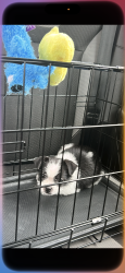 Lost Female Dog last seen N white ave & Scarritt ave, Kansas City, MO 64123