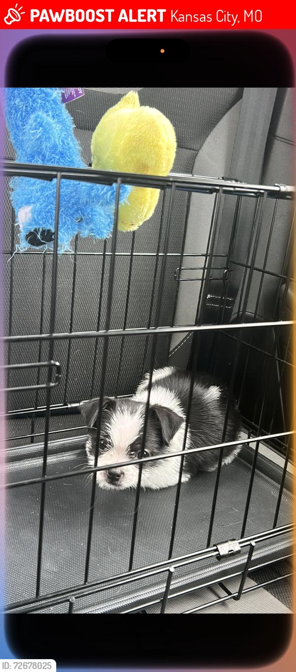 Lost Female Dog last seen N white ave & Scarritt ave, Kansas City, MO 64123