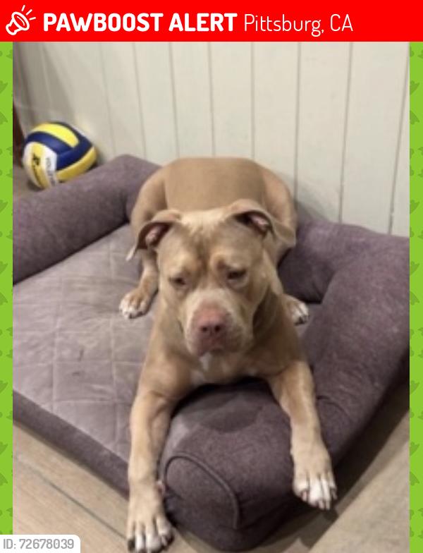 Lost Female Dog last seen Near woodhill drive , Pittsburg, CA 94565