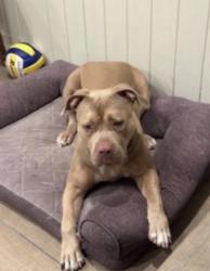 Lost Female Dog last seen Near woodhill drive , Pittsburg, CA 94565