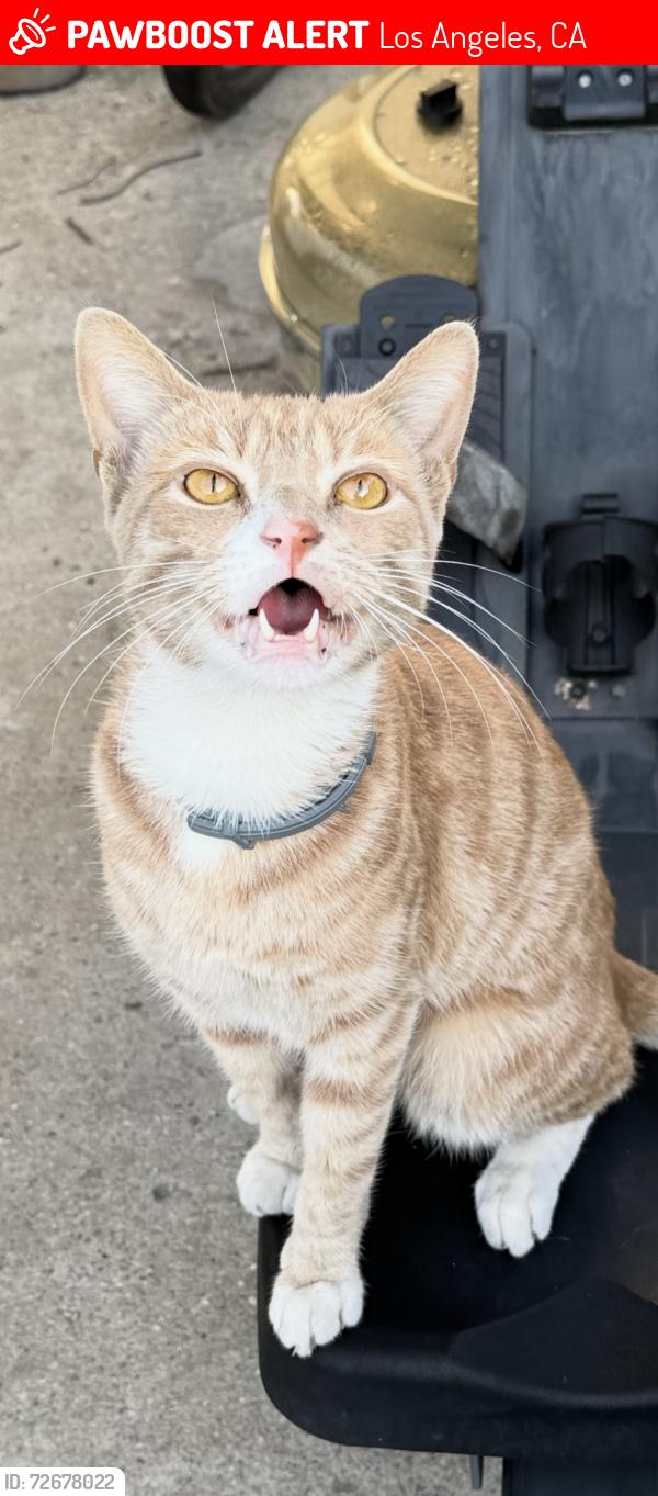 Lost Male Cat last seen 87th St Vermont , Los Angeles, CA 90044