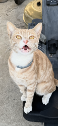 Lost Male Cat last seen 87th St Vermont , Los Angeles, CA 90044