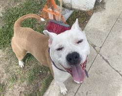 Lost Male Dog last seen Saku Ramen, Riverside, CA 92501