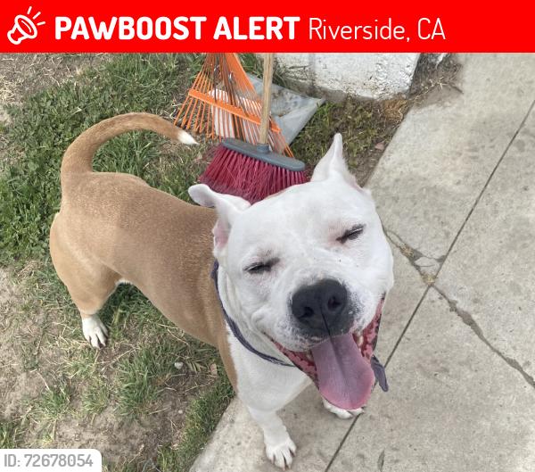 Lost Male Dog last seen Saku Ramen, Riverside, CA 92501