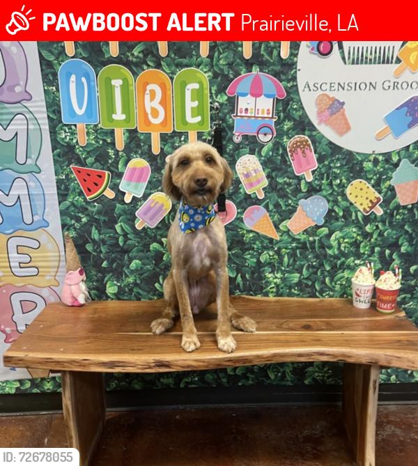 Lost Female Dog last seen Lakeside Terrace Subdivision, Prairieville, LA 70769