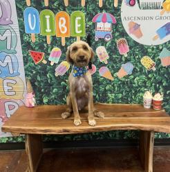 Lost Female Dog last seen Lakeside Terrace Subdivision, Prairieville, LA 70769