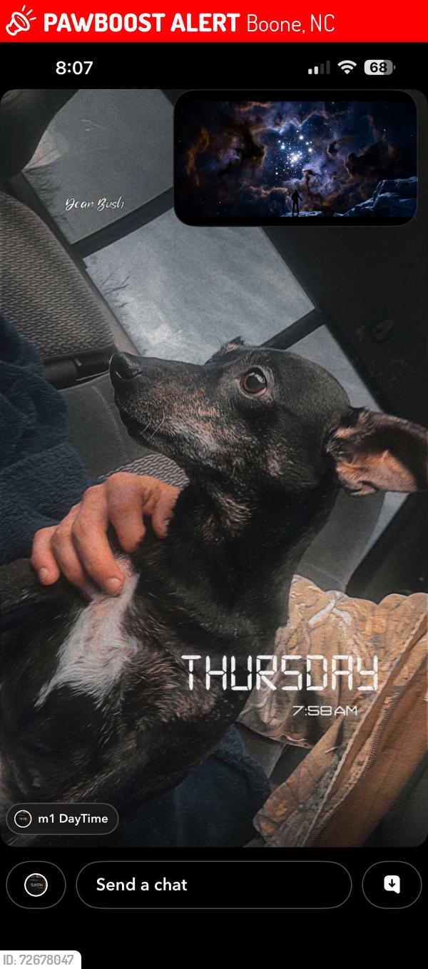 Lost Female Dog last seen Mountain stop store , Boone, NC 28607
