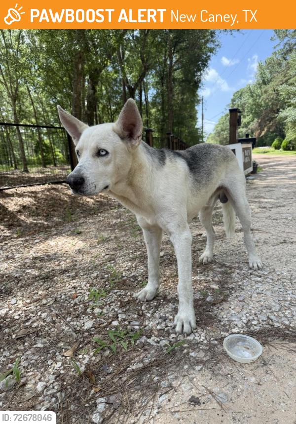 Found/Stray Male Dog last seen Birch Pl , New Caney, TX 77357