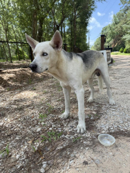 Found/Stray Male Dog last seen Birch Pl , New Caney, TX 77357