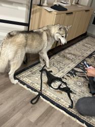 Lost Female Dog last seen Prospect Lake Wire Apts, Lakeland, FL 33815
