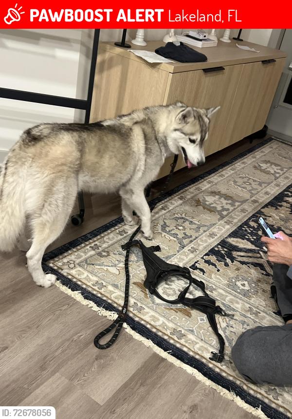 Lost Female Dog last seen Prospect Lake Wire Apts, Lakeland, FL 33815