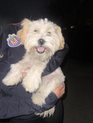 Found/Stray Female Dog last seen Giddings , Visalia, CA 93291