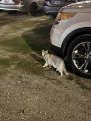 Found/Stray Unknown Cat last seen Behind yard hse , Tampa, FL 33602