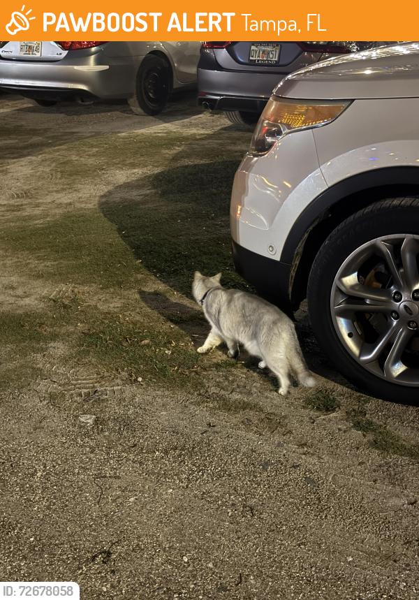 Found/Stray Unknown Cat last seen Behind yard hse , Tampa, FL 33602