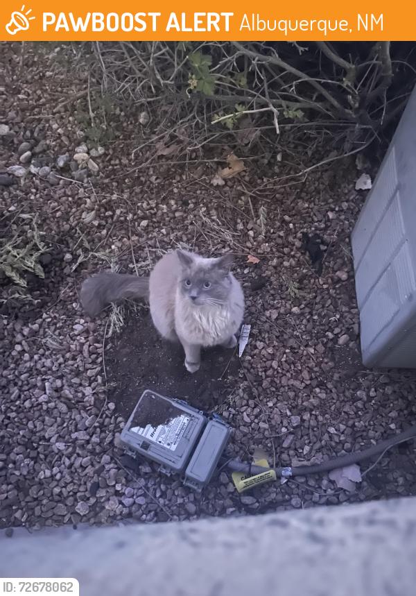 Found/Stray Unknown Cat last seen Near Spain road and Cortaderia St, Albuquerque, NM 87111