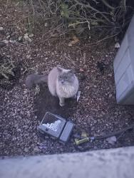 Found/Stray Unknown Cat last seen Near Spain road and Cortaderia St, Albuquerque, NM 87111
