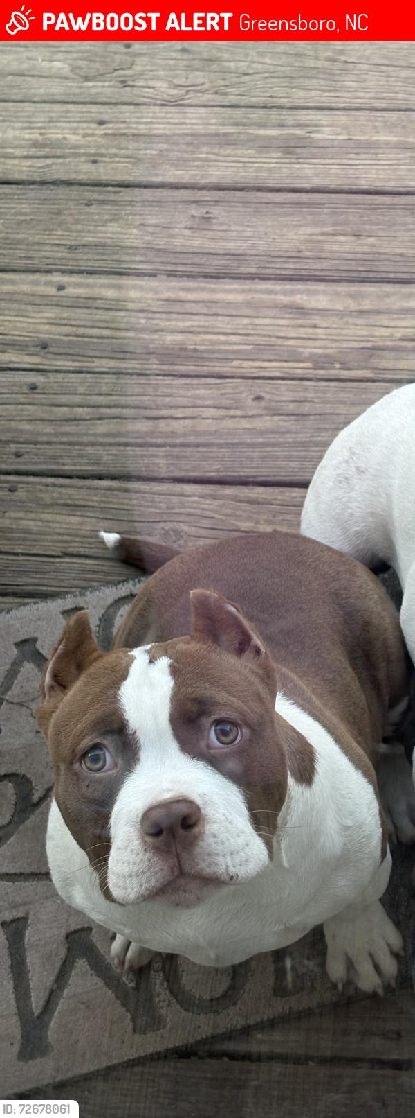 Lost Female Dog last seen Shady Lawn Dr, Greensboro, NC 27408