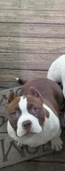 Lost Female Dog last seen Shady Lawn Dr, Greensboro, NC 27408