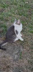 Lost Male Cat last seen Nearest crossroad pelican and foliage rd, Granby, MO 64844