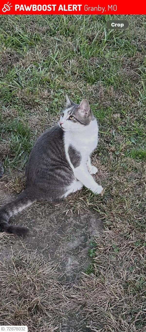 Lost Male Cat last seen Nearest crossroad pelican and foliage rd, Granby, MO 64844