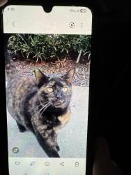 Lost Female Cat last seen Near Lake Underhill Rd, Orlando, FL 32825, Orlando, FL 32825