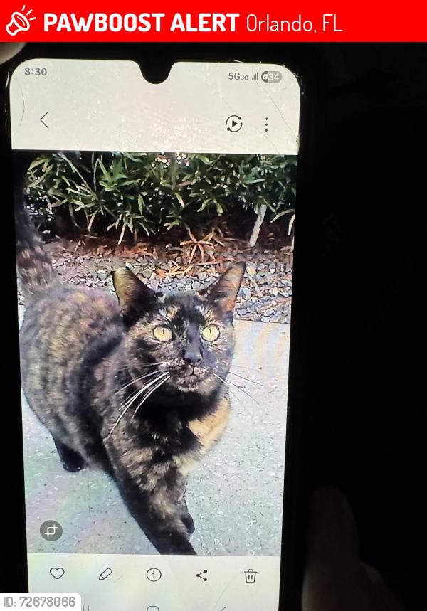 Lost Female Cat last seen Near Lake Underhill Rd, Orlando, FL 32825, Orlando, FL 32825