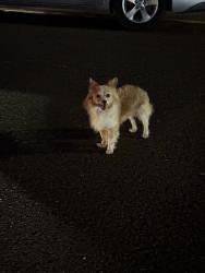 Found/Stray Male Dog last seen 5th Street , Union City CA 94587, Union City, CA 94587