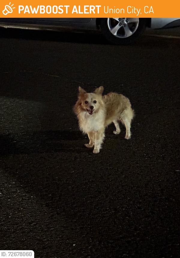 Found/Stray Male Dog last seen 5th Street , Union City CA 94587, Union City, CA 94587