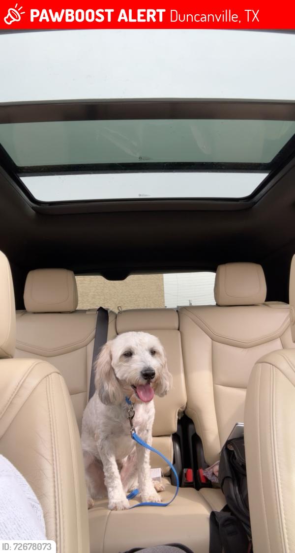 Lost Male Dog last seen Cypress st and peach st, Duncanville, TX 75137