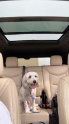 Lost Male Dog last seen Cypress st and peach st, Duncanville, TX 75137