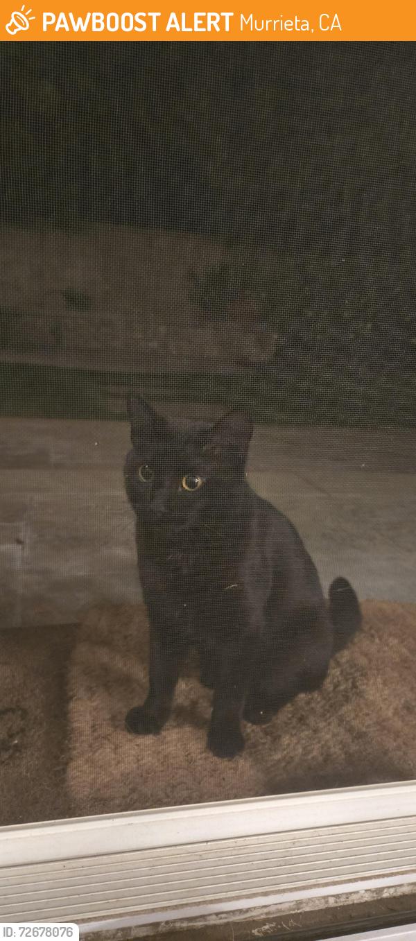 Found/Stray Unknown Cat last seen Leon rd, Murrieta, CA 92563