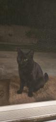 Found/Stray Unknown Cat last seen Leon rd, Murrieta, CA 92563