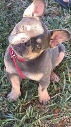 Lost Female Dog last seen Near , Homestead, FL 33031