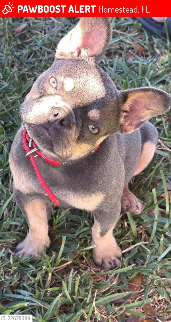 Lost Female Dog last seen Near , Homestead, FL 33031