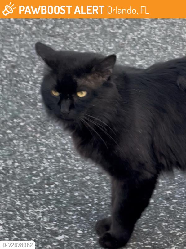 Found/Stray Unknown Cat last seen Goldenrod rd, Orlando, FL 32822