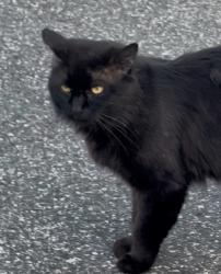Found/Stray Unknown Cat last seen Goldenrod rd, Orlando, FL 32822
