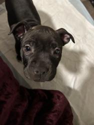 Lost Female Dog last seen Bellfort and MLK, Houston, TX 77033