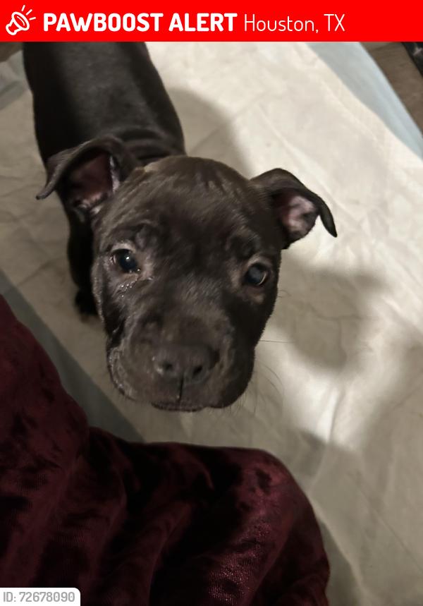 Lost Female Dog last seen Bellfort and MLK, Houston, TX 77033