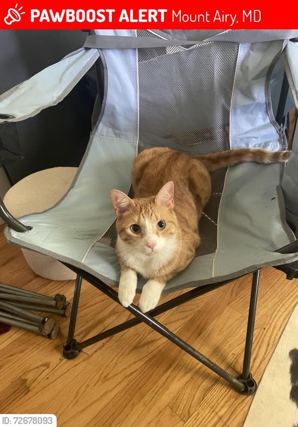 Lost Male Cat last seen Flag marsh road, Mount Airy, MD 21771