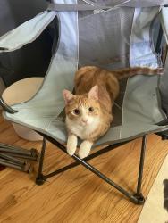 Lost Male Cat last seen Flag marsh road, Mount Airy, MD 21771