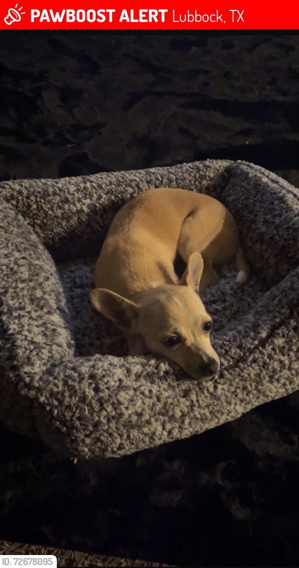 Lost Female Dog last seen Near 98th, Lubbock, TX 79423