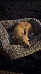 Lost Female Dog last seen Near 98th, Lubbock, TX 79423