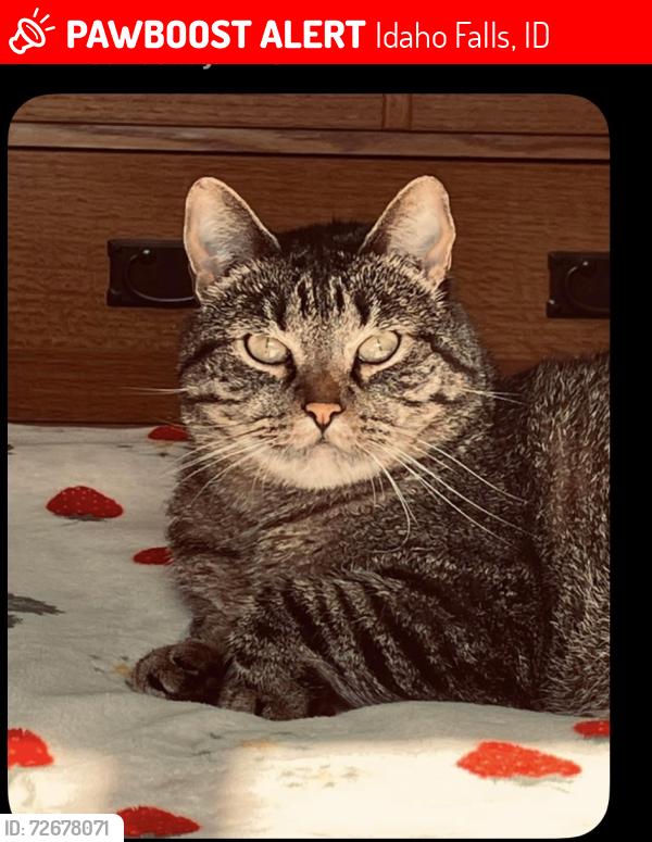 Lost Female Cat last seen Grandview and Skyline , Idaho Falls, ID 83402
