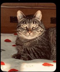 Lost Female Cat last seen Grandview and Skyline , Idaho Falls, ID 83402