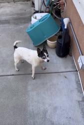 Found/Stray Male Dog last seen Near azuza and amar, West Covina, CA 91792