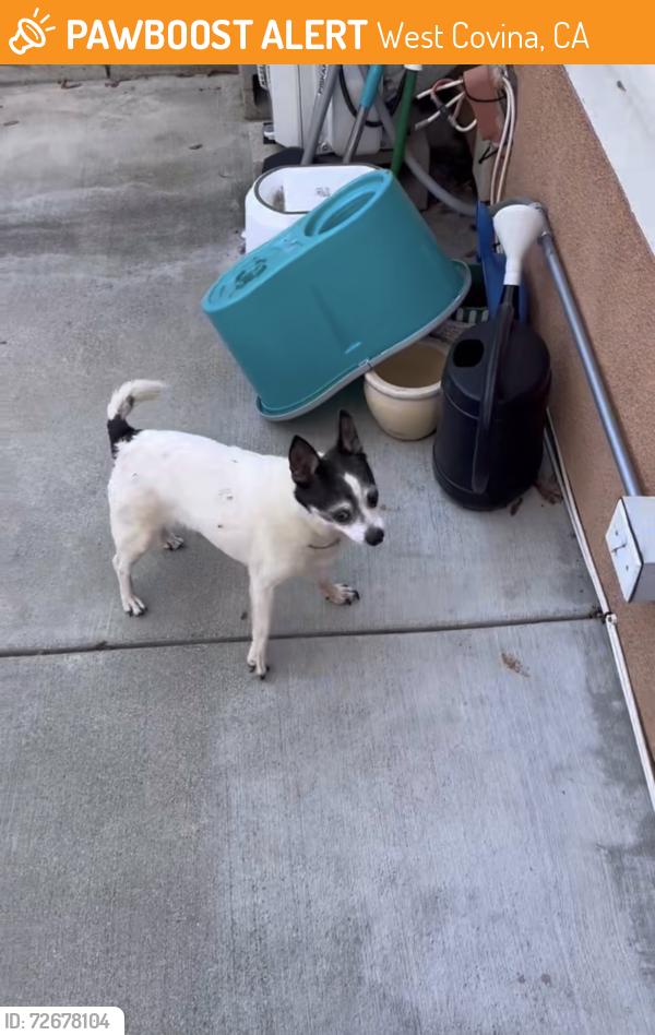 Found/Stray Male Dog last seen Near azuza and amar, West Covina, CA 91792
