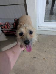 Found/Stray Male Dog last seen Behind Progressive , San Antonio, TX 78229